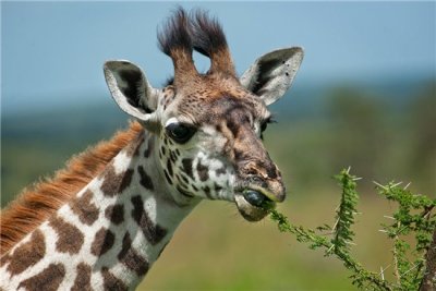 Giraffe eating leaves.jpg